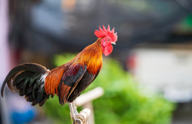Bí kíp nhìn tướng gà chọi tốt không khỏe mạnh ảo dân chơi mới biết