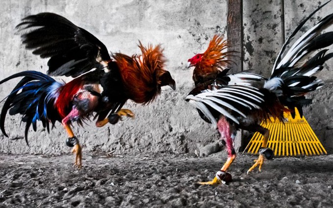 Kỹ thuật huấn luyện gà cựa đòn để có phong độ tốt nhất