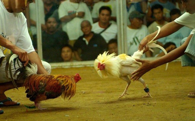 Luật ghép gà chọi để đảm bảo tính công bằng nhất trong sới