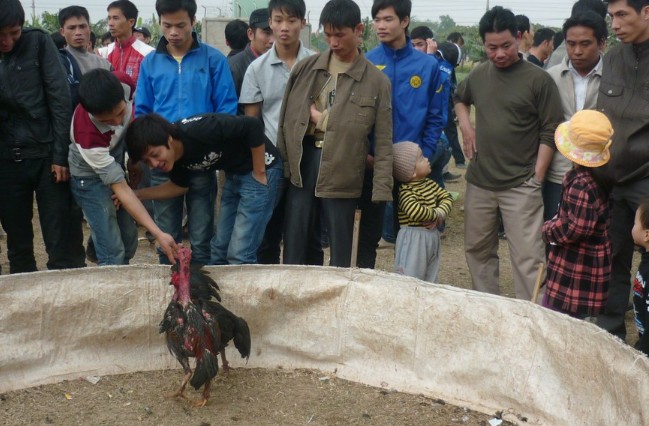 Đặc điểm và phong cách trong luật chơi đá gà miền Bắc